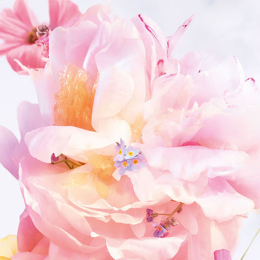 Miss Dior Blooming Bouquet 100ml